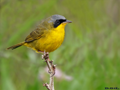ARAÑERO CARA NEGRA (Geothlypis aequinoctialis) - Paso Centurión - CERRO LARGO (Diciembre 2014)